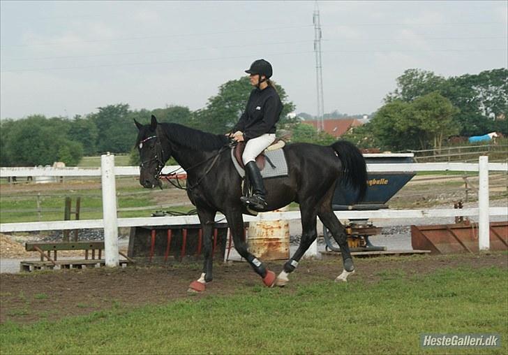 Dansk Varmblod SAZKIBARD S - det er janini der har taget det billede 17