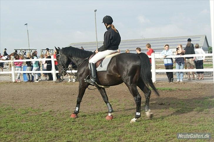 Dansk Varmblod SAZKIBARD S - det er janini der har taget det billede 18