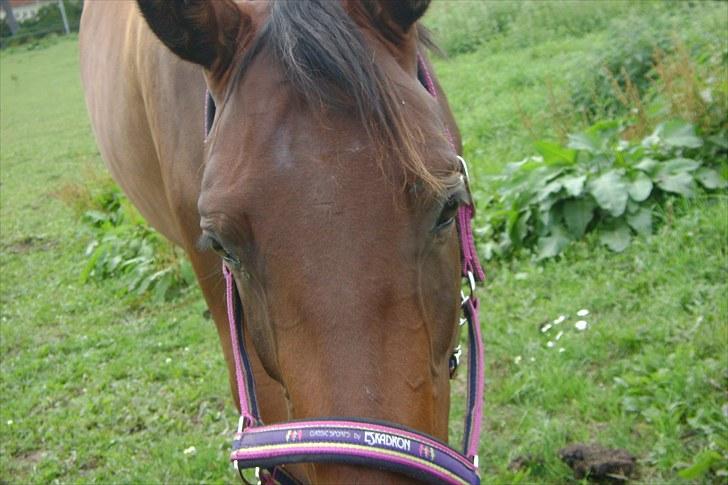 Dansk Varmblod Wolhøjgaards Cati - Min søde hest, er begyndt og vælge mig frem for fold vennerne:-*. billede 9
