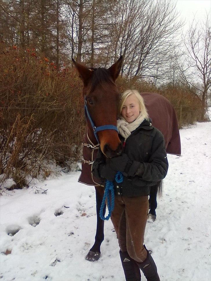 Dansk Varmblod Wolhøjgaards Cati - på vej ned fra fold.. 2010. billede 10