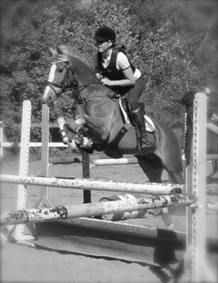 Anden særlig race Sakskærs comet II - A pony billede 15