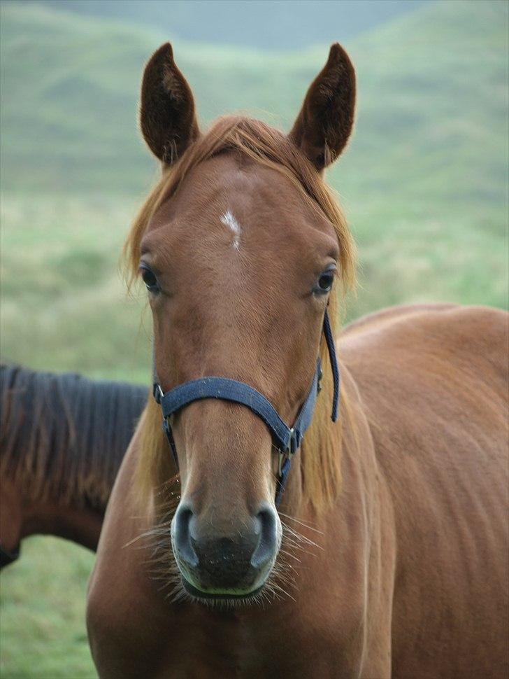 Dansk Varmblod Lucky Moon - Lille baby-Lucky Moon, her som 2 års. billede 17