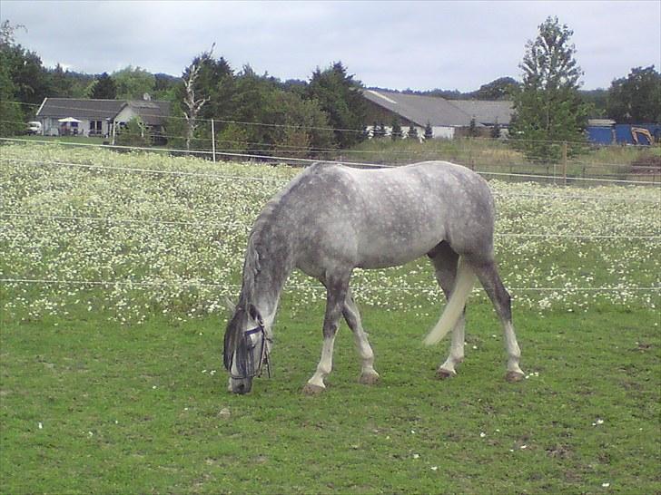 DSP Hedevangs Piaf   billede 8