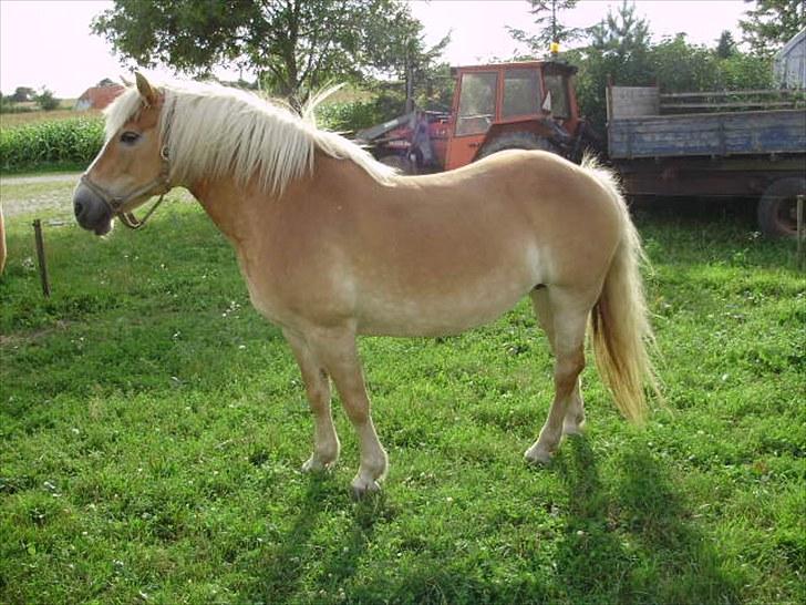 Haflinger Brombær solgt billede 5