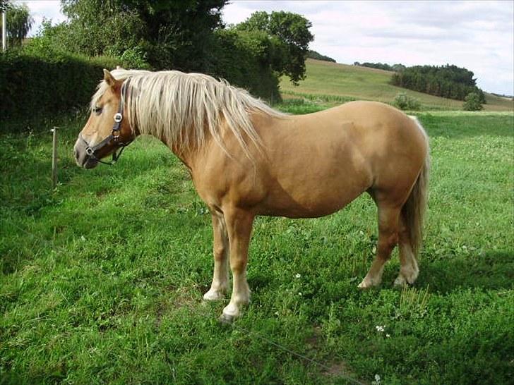 Haflinger Freja solgt billede 4