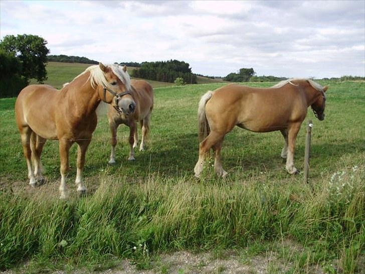 Haflinger Freja solgt billede 8