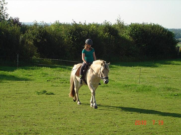 Fjordhest Ryttergårdens kjeldbjørn (Kjeldsen) billede 4