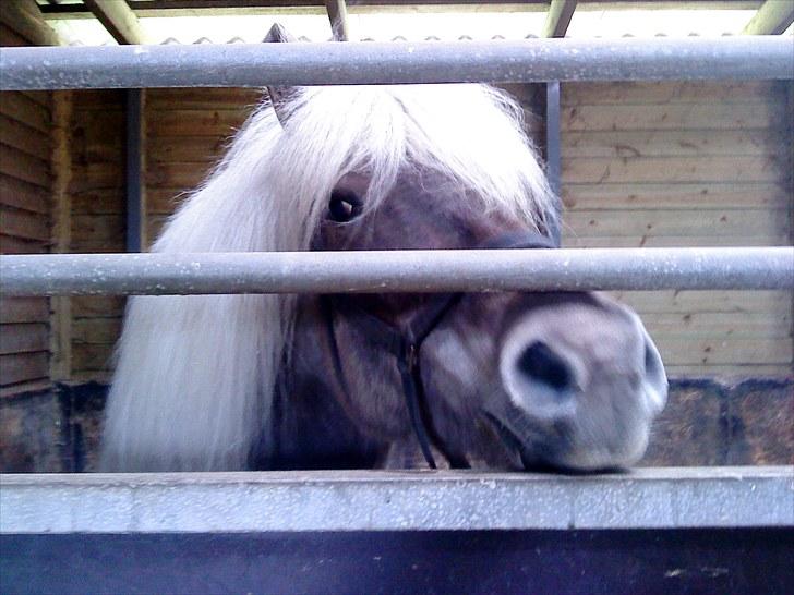 Islænder Hljód från Övernuttö - Hljod da vi var ude hente hende. billede 6