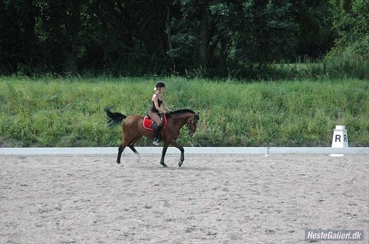 New Forest Rex <3 billede 15