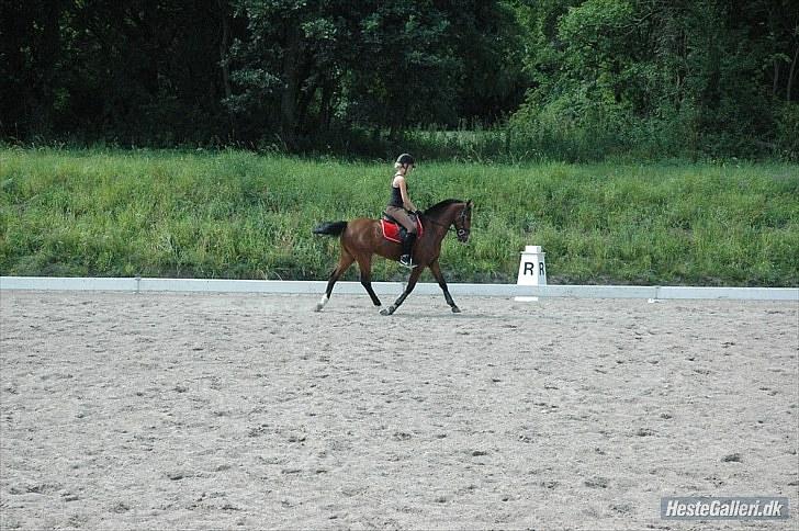 New Forest Rex <3 billede 18