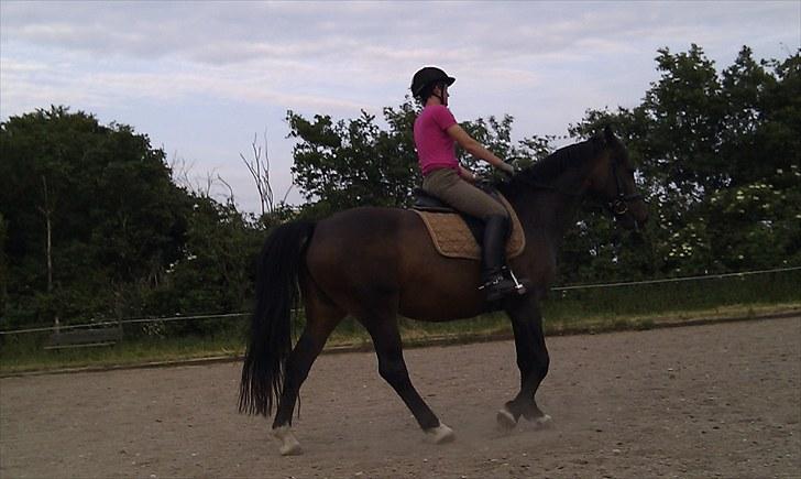 Dansk Varmblod Ganda billede 1