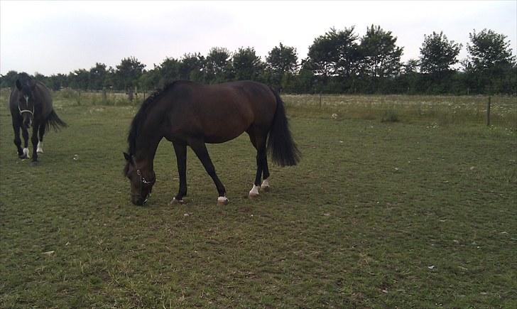 Dansk Varmblod Ganda billede 2