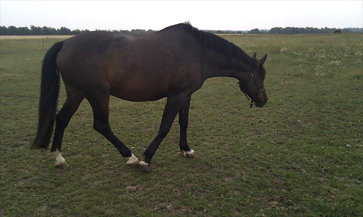 Dansk Varmblod Ganda billede 3