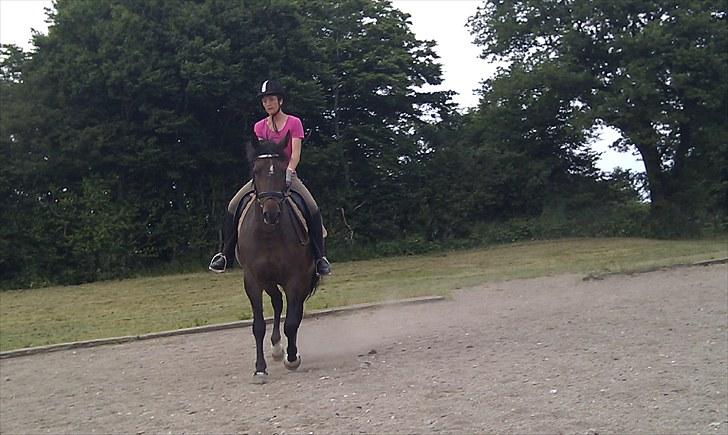 Dansk Varmblod Ganda billede 4