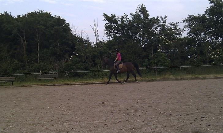 Dansk Varmblod Ganda billede 5