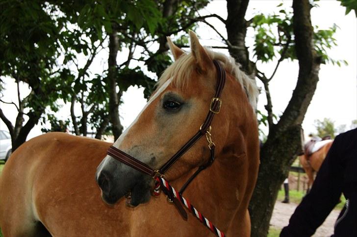 Haflinger Stabejs  billede 16