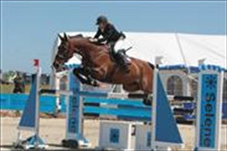 Dansk Varmblod Catuna <3 *Solgt* billede 13