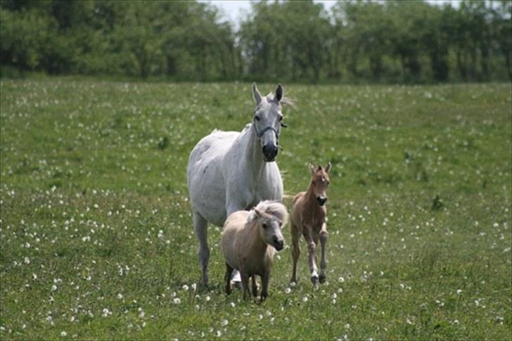 Shetlænder Aastrupgaards Pretty Lady - hun løber stærkere end en væddeløbshest ;)  billede 2