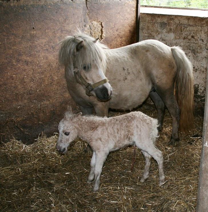 Shetlænder Aastrupgaards Pretty Lady - helt ny, lige taget indenfor.  billede 3