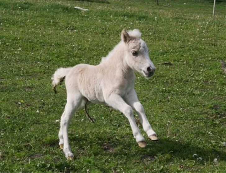 Shetlænder Aastrupgaards Pretty Lady - Lille Pretty Lady billede 6