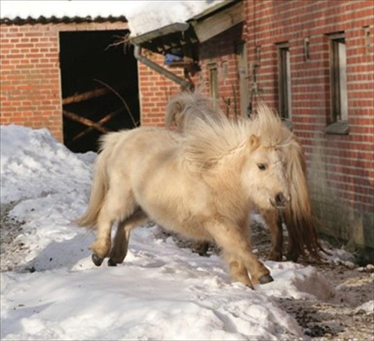 Shetlænder Aastrupgaards Pretty Lady - Feb. 2010 billede 9