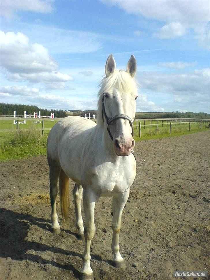 Knabstrupper Coco billede 1