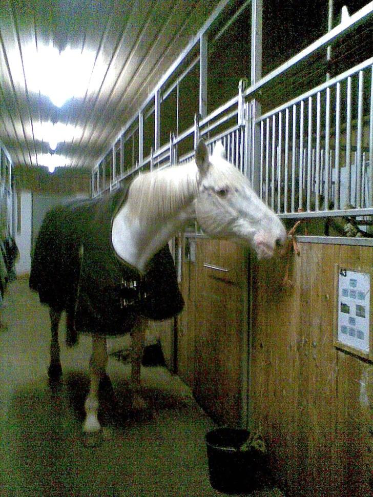 Knabstrupper Coco billede 2