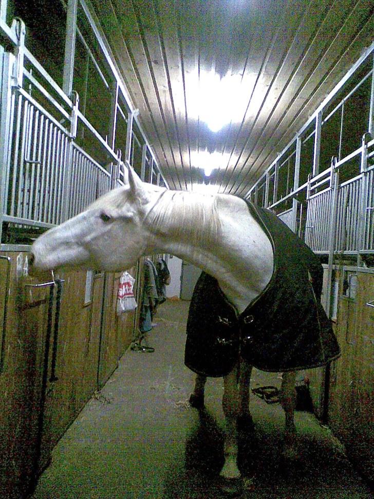 Knabstrupper Coco billede 3