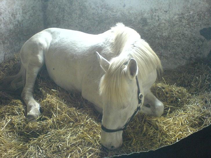 Knabstrupper Coco billede 4