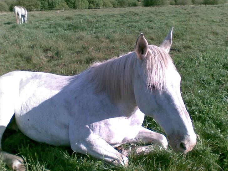 Knabstrupper Coco billede 5