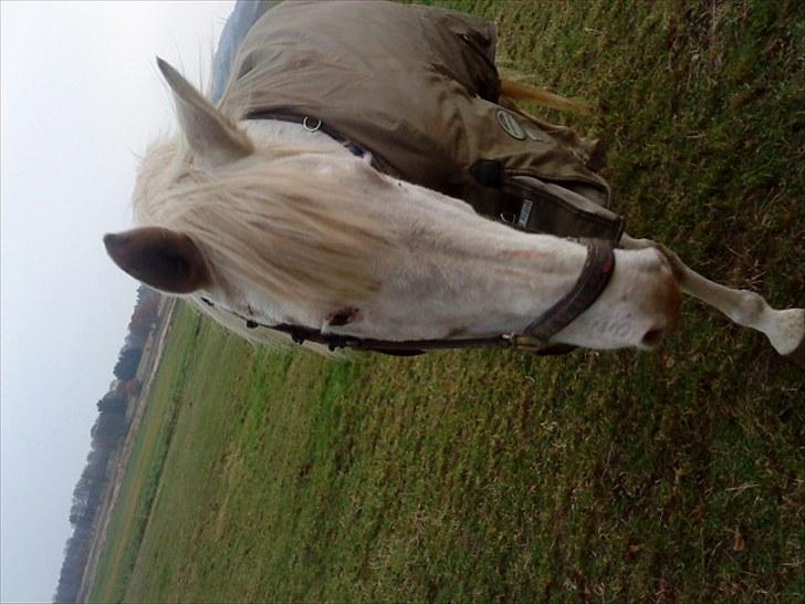 Knabstrupper Coco billede 6