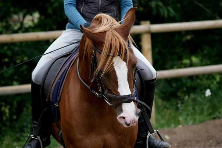 Arabisk fuldblod (OX) Tyson of Tass - SOLGT - 10/8-10 Træning. Fjerde gang jeg rider ham! Foto: Katrine Andreassen billede 6