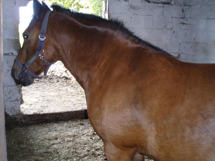 Welsh Pony (sec B) wonder R.I.P billede 3