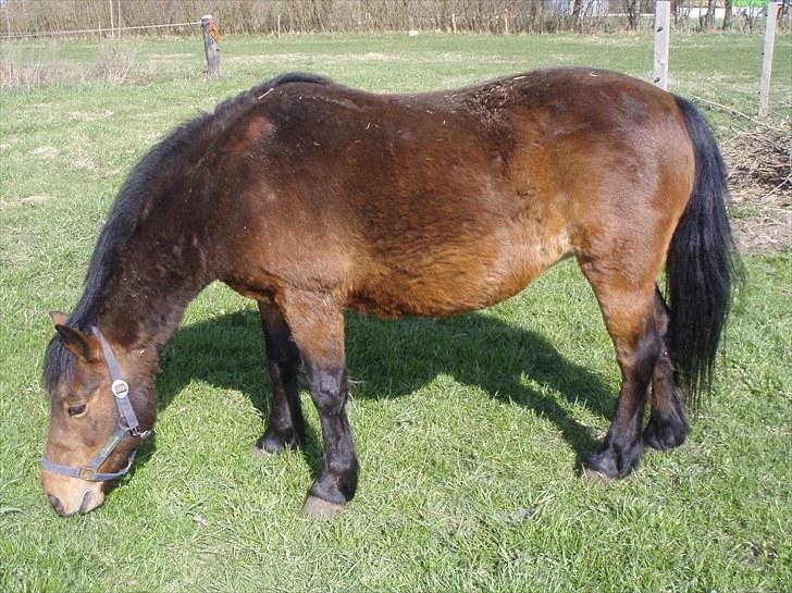 Welsh Pony (sec B) wonder R.I.P billede 9
