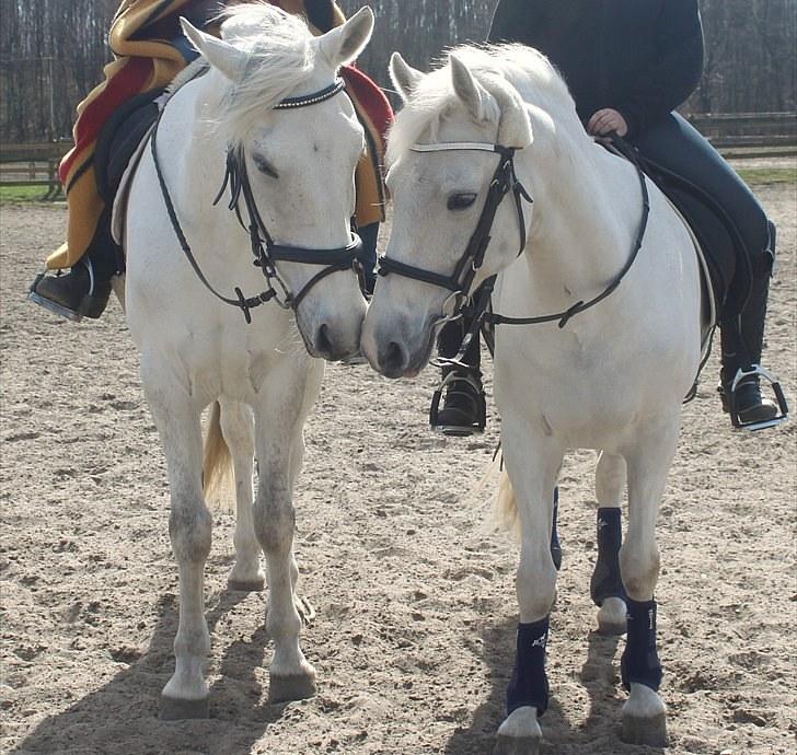 Anden særlig race Tybjerggaards Sully<3 - De smukkeste hvide heste/ponyer på ride banen<3 billede 5