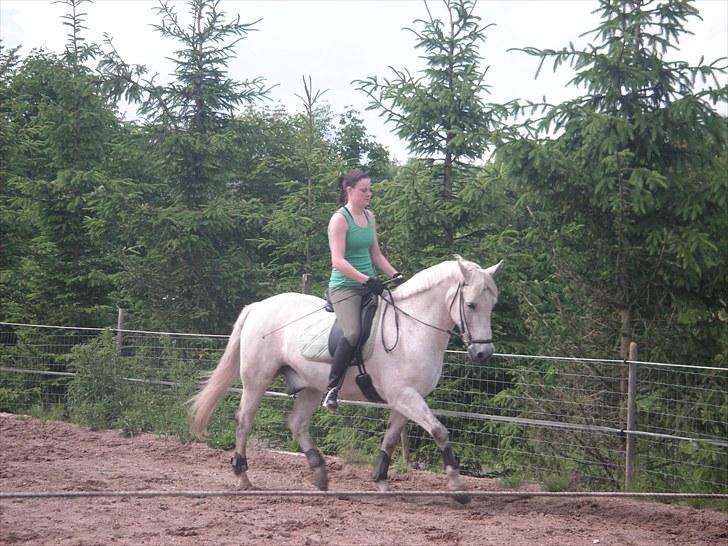 Anden særlig race Pjevs - Dejlig afslappet på tøjlen billede 4