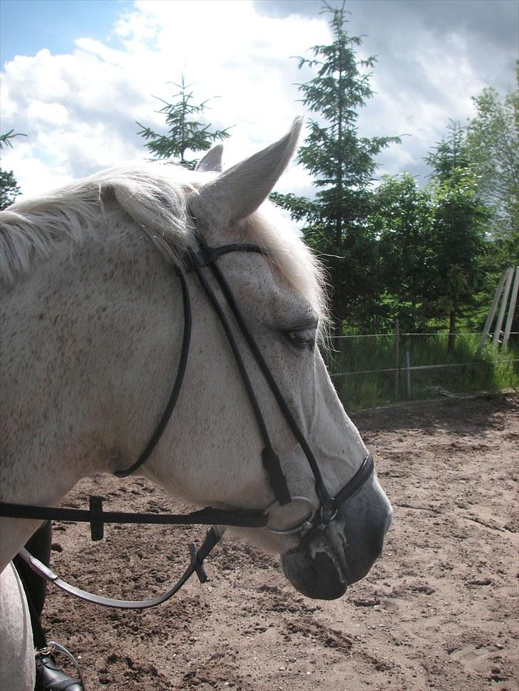 Anden særlig race Pjevs - Træt hest efter træning billede 5
