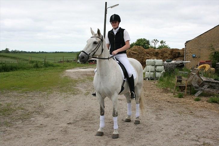 Anden særlig race Pjevs - Fiiin hest før stævne billede 6