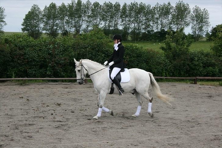 Anden særlig race Pjevs - Stævne billede 7