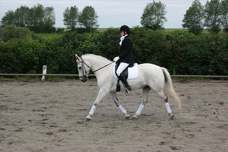 Anden særlig race Pjevs - Stævne billede 8