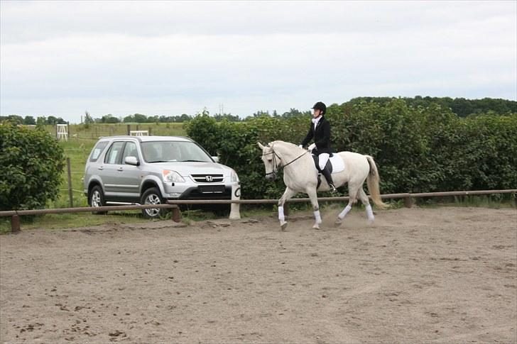 Anden særlig race Pjevs - Stævne billede 9