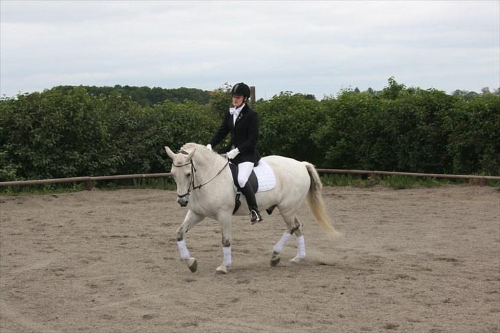 Anden særlig race Pjevs - Stævne billede 10