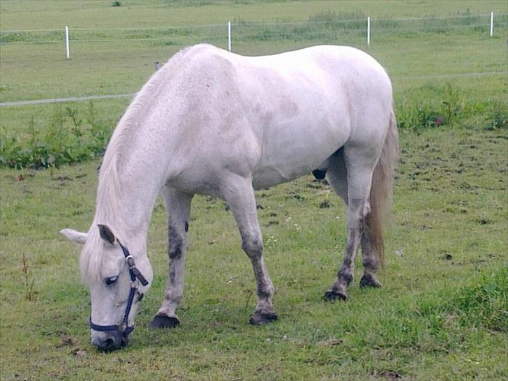 Anden særlig race Pjevs - Beskidt hest på folden billede 11