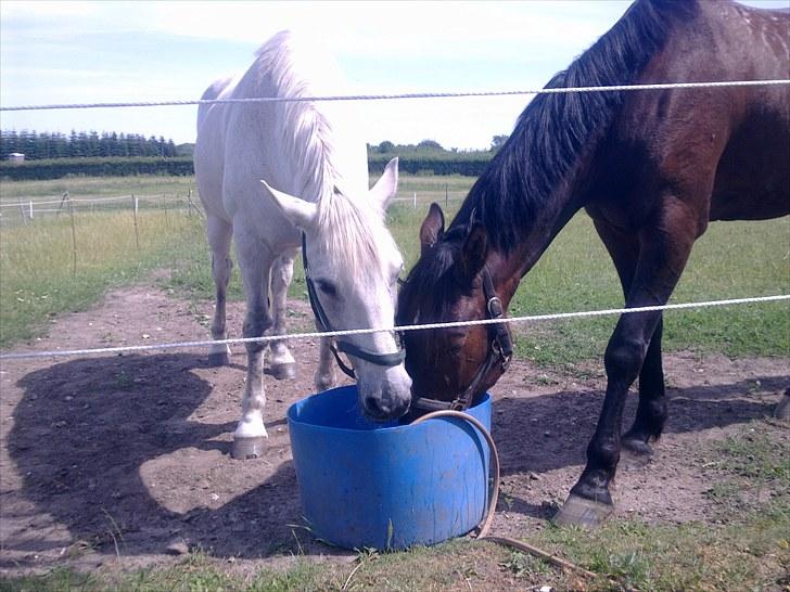 Anden særlig race Pjevs - Pjevs og Diesel billede 12