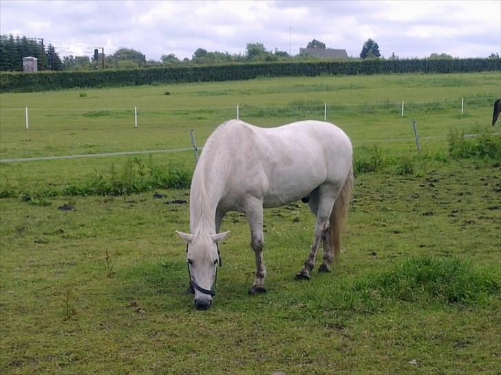 Anden særlig race Pjevs billede 13