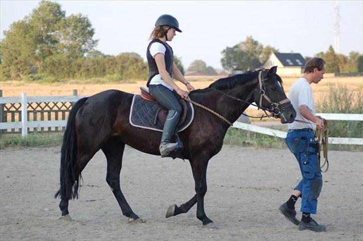 Welsh Cob (sec D) Avalons Monalisa - Zelina rider monse billede 7