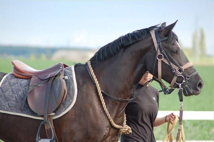 Welsh Cob (sec D) Avalons Monalisa - Hos Zelina billede 8