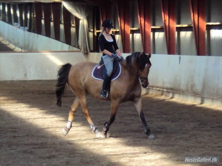 Anden særlig race Star<3*Rider* - Dressur i ridehuset, August 2010. Foto: Camilla Frederiksen billede 12