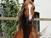 Arabisk fuldblod (OX) BS Enrico [Tidl. hest]