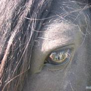 Anden særlig race Bandit<3